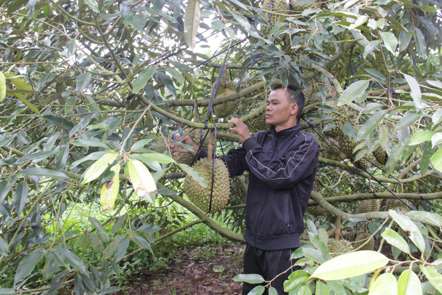 Sau khi trở về nước, anh Nguyễn Quang Huấn (xã Cư Klông, huyện Krông Năng) đã tập trung chăm lo sản xuất phát triển kinh tế gia đình.