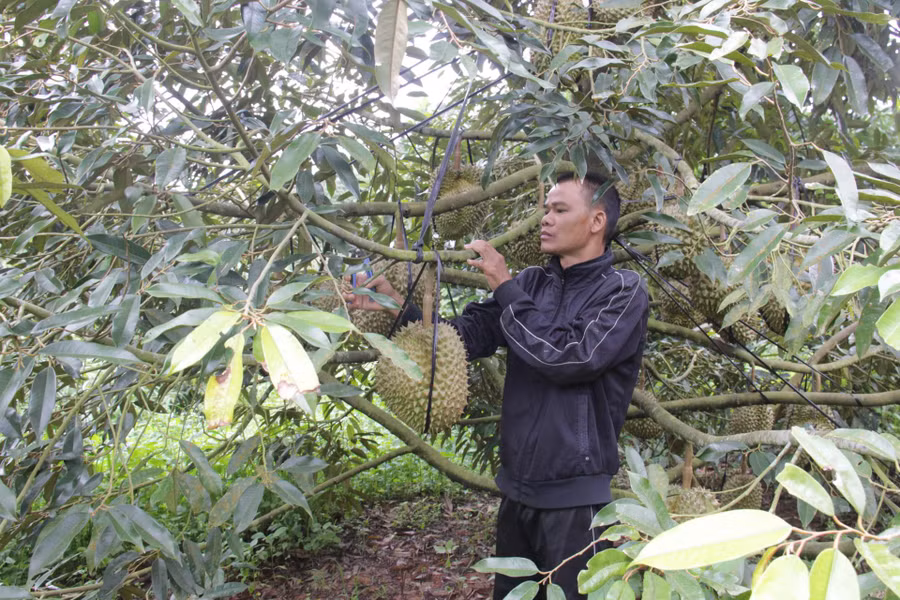 Sau khi trở về nước, anh Nguyễn Quang Huấn (xã Cư Klông, huyện Krông Năng) đã tập trung chăm lo sản xuất phát triển kinh tế gia đình.