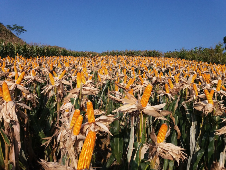 Để chủ động nguyên liệu sản xuất thức ăn chăn nuôi, Việt Nam vẫn phải tổ chức trồng ngô, đưa giống mới vào sản xuất, cân nhắc mở rộng diện tích ngô biến đổi gen... Trong ảnh: Diện tích canh tác ngô biến đổi gen ở Sơn La. Ảnh: CLA.