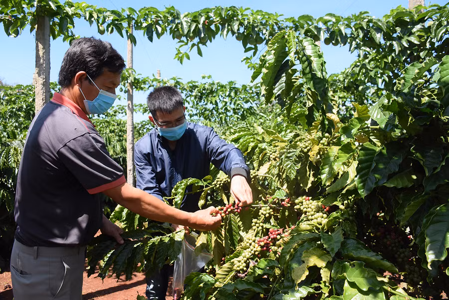 Nhân viên Công ty TNHH Vĩnh Hiệp thu hái cà phê chín lấy mẫu để kiểm tra chất lượng phục vụ đề án xây dựng vùng nguyên liệu chất lượng cao. Ảnh: Minh Nguyễn Nhân viên Công ty TNHH Vĩnh Hiệp thu hái cà phê chín lấy mẫu để kiểm tra chất lượng phục vụ đề án xây dựng vùng nguyên liệu chất lượng cao. Ảnh: Minh Nguyễn