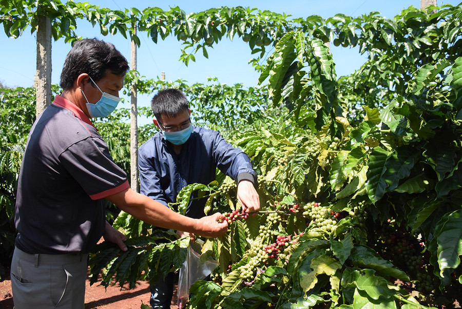 Nhân viên Công ty TNHH Vĩnh Hiệp thu hái cà phê chín lấy mẫu để kiểm tra chất lượng phục vụ đề án xây dựng vùng nguyên liệu chất lượng cao. Ảnh: Minh Nguyễn Nhân viên Công ty TNHH Vĩnh Hiệp thu hái cà phê chín lấy mẫu để kiểm tra chất lượng phục vụ đề án xây dựng vùng nguyên liệu chất lượng cao. Ảnh: Minh Nguyễn