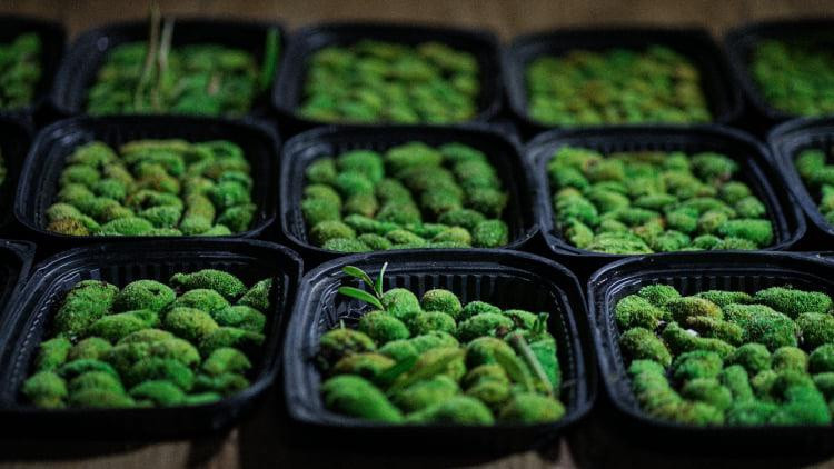 Rêu đa dạng về chủng loại. Ảnh: NVCC