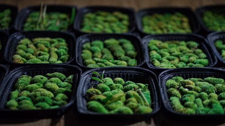 Rêu đa dạng về chủng loại. Ảnh: NVCC