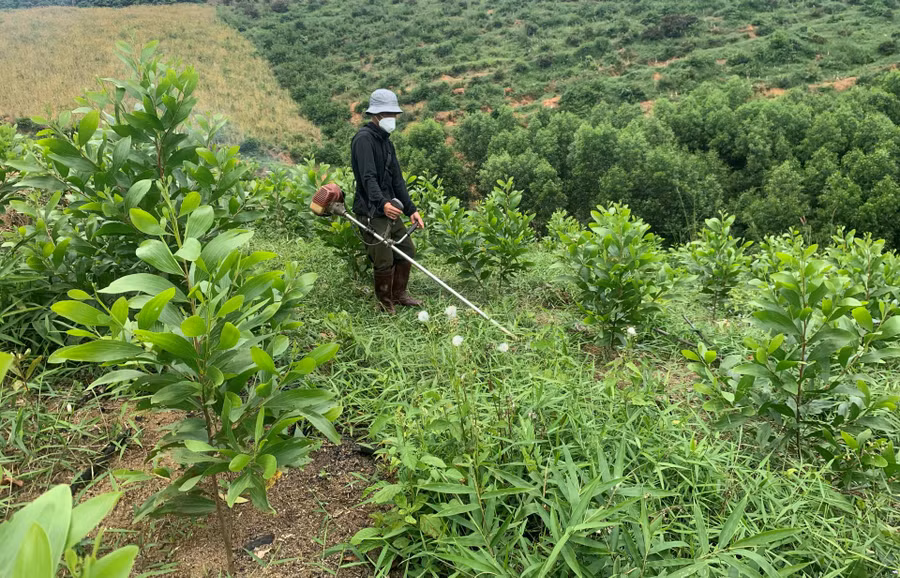 Anh Châu Tấn Việt (trú xã Bông Krang, huyện Lắk) làm cỏ cho rừng keo mới trồng.