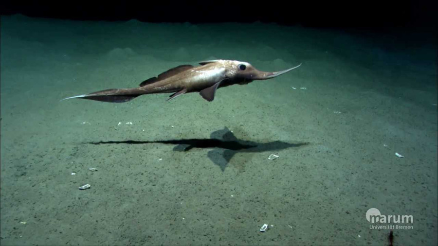 Một con cá Chimaera đang bơi. Ảnh: HuffPost Một con cá Chimaera đang bơi. Ảnh: HuffPost