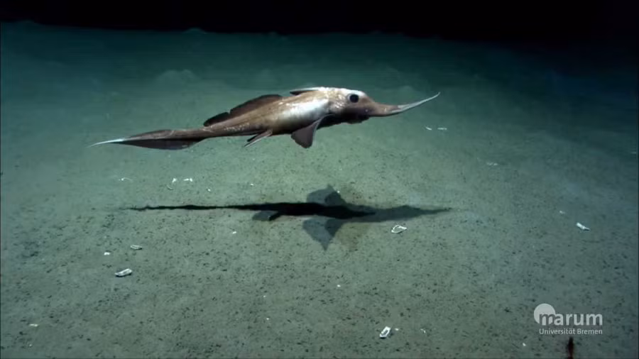 Một con cá Chimaera đang bơi. Ảnh: HuffPost