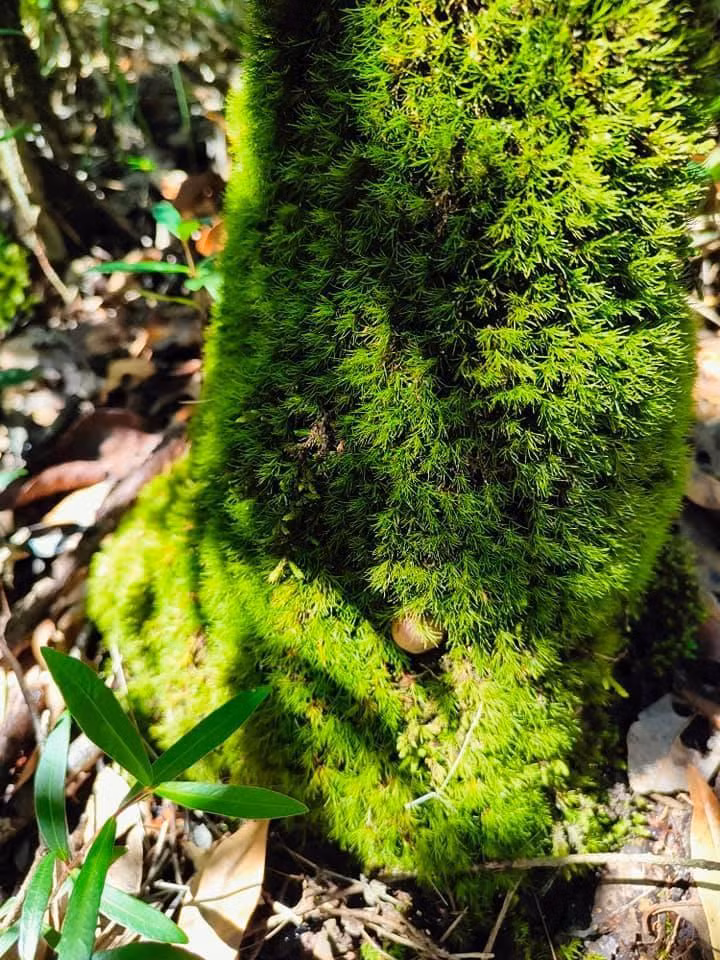 Anh Linh thường đi thu hoạch vào những tháng mưa vì thời gian này độ ẩm tốt giúp rêu phát triển mạnh. Ảnh: NVCC