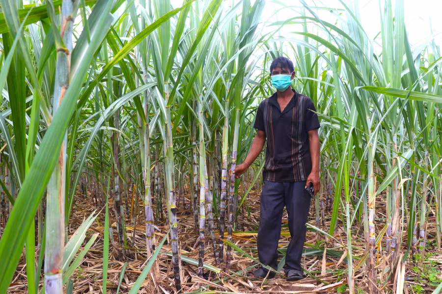 Ông Đinh Văn Minh-Trưởng thôn Mơ Hra-Đáp (xã Kông Lơng Khơng, huyện Kbang) bên ruộng mía đã được róc lá. Ảnh: Ngọc Minh