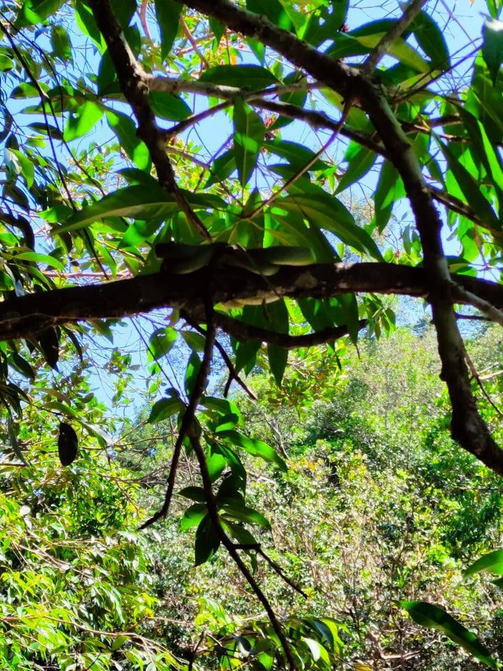 Rắn lục đuôi đỏ là một trong những con vật mà anh Linh thường bắt gặp khi đi khai thác rêu trên núi. Ảnh: NVCC