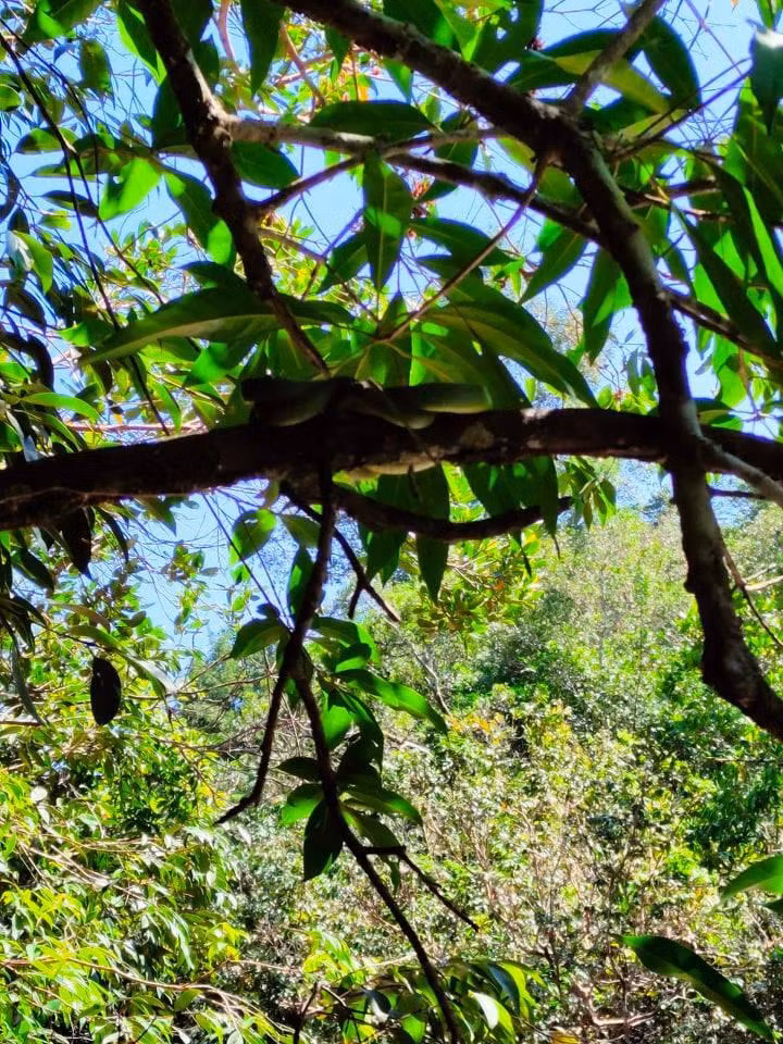 Rắn lục đuôi đỏ là một trong những con vật mà anh Linh thường bắt gặp khi đi khai thác rêu trên núi. Ảnh: NVCC