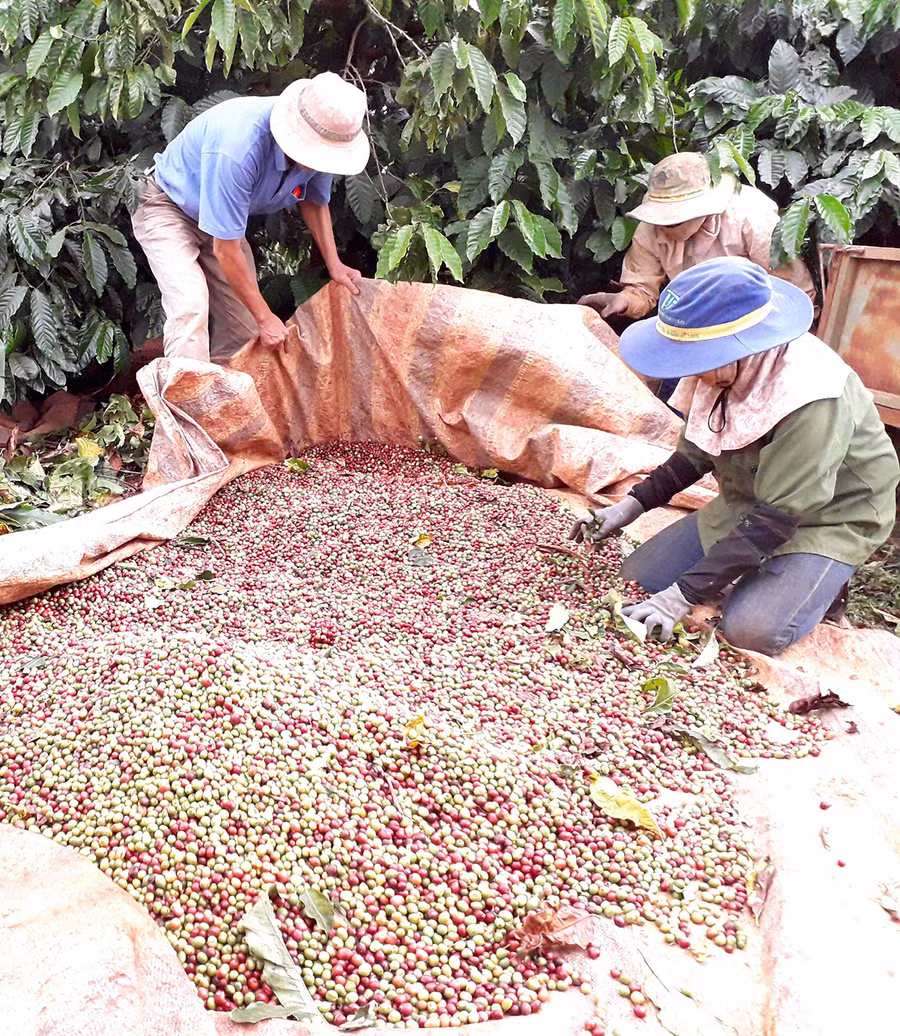 Người dân xã Ia Sao (huyện Ia Grai) thu hoạch cà phê. Ảnh: Lê Nam