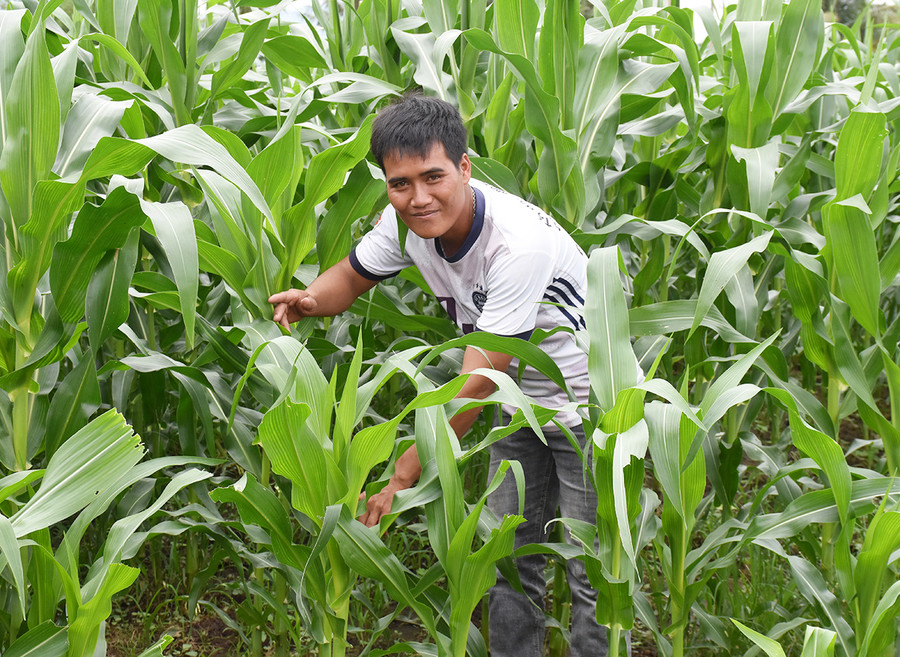 Anh Đinh Văn Hlinh còn là đầu tàu trong phát triển kinh tế ở địa phương. Ảnh: Mai Ka Anh Hlinh còn là đầu tàu trong phát triển kinh tế ở địa phương. Ảnh: Mai Ka