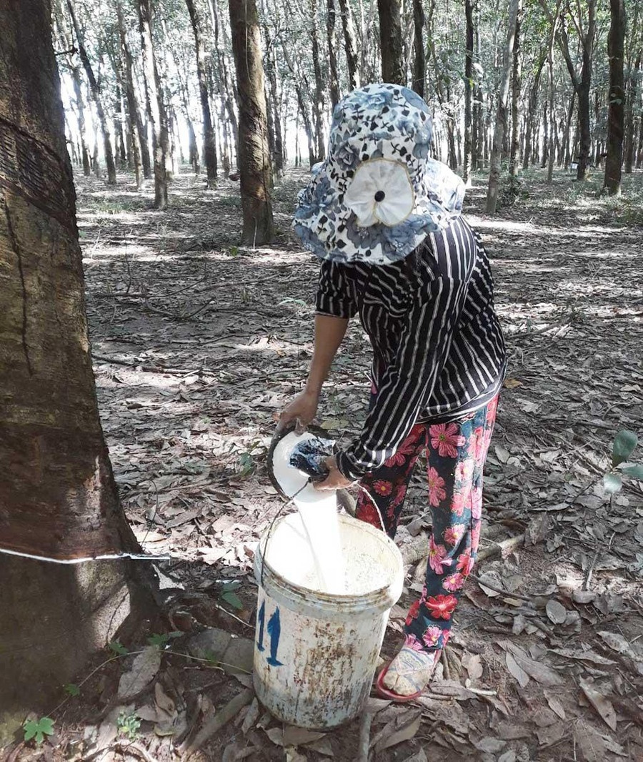 Công nhân đang thu hoạch mủ cao su tại vườn cao su 50 ha