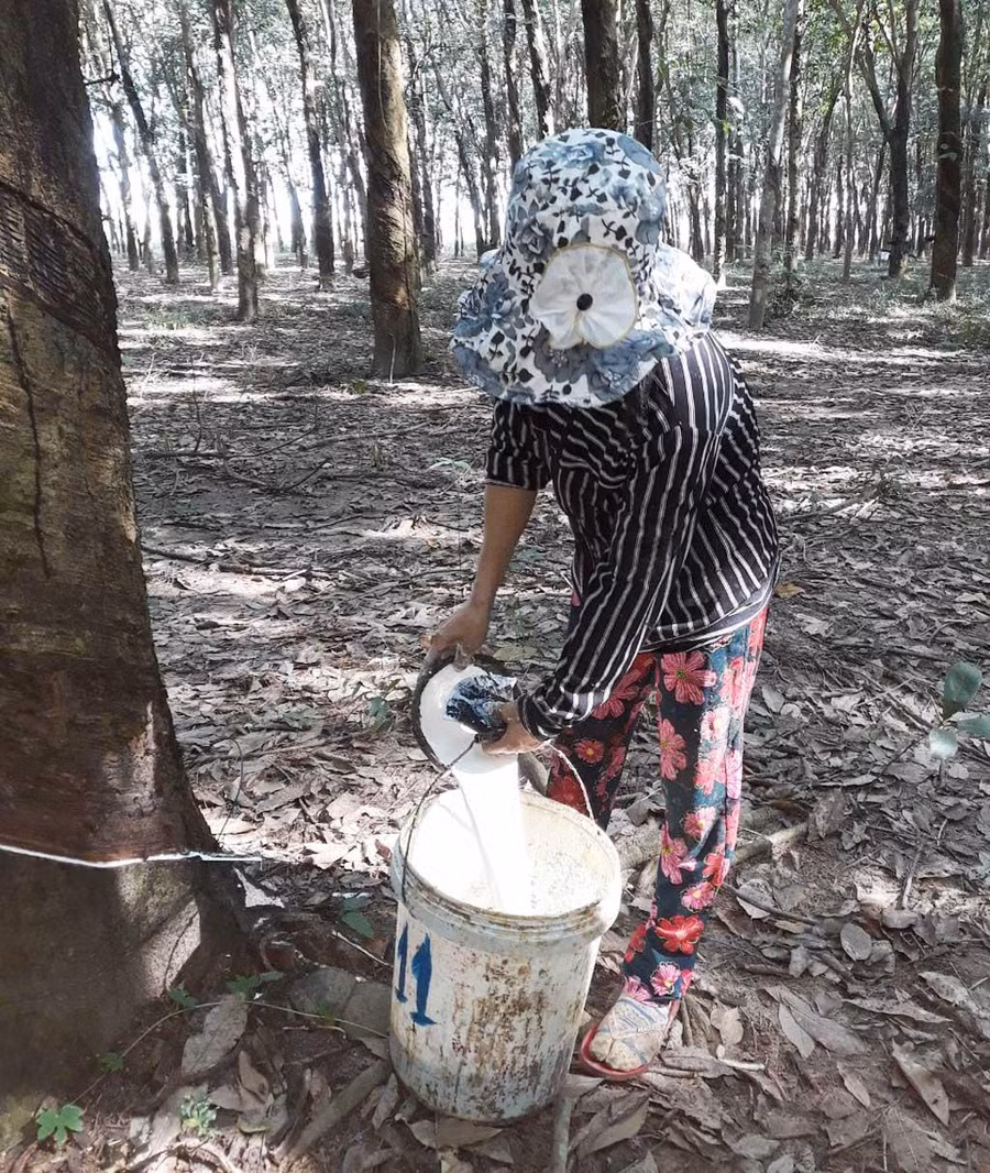 Công nhân đang thu hoạch mủ cao su tại vườn cao su 50 ha Công nhân đang thu hoạch mủ cao su tại vườn cao su 50 ha