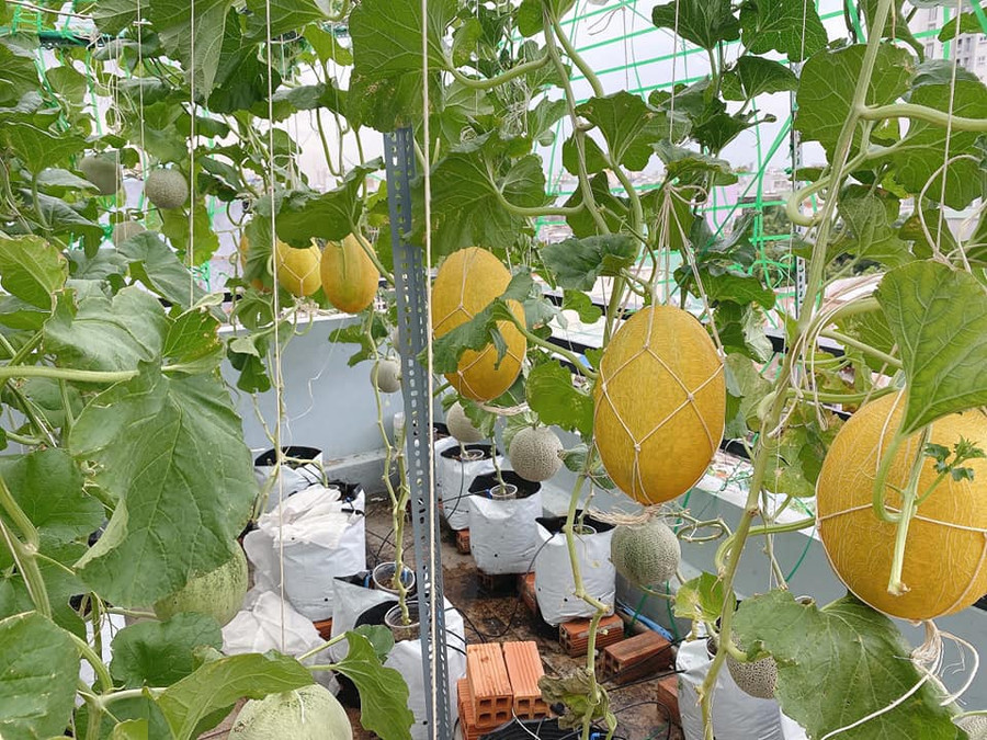 Trên sân thượng chỉ 10m2 chị khéo léo trồng khoảng 50 gốc dưa lưới khác nhau.  Trên sân thượng chỉ 10m2 chị khéo léo trồng khoảng 50 gốc dưa lưới khác nhau.