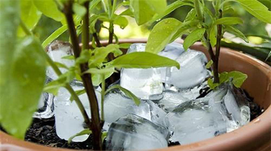 Cung cấp đầy đủ ẩm cho cây. Cung cấp đầy đủ ẩm cho cây.