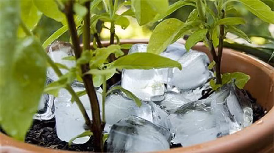 Cung cấp đầy đủ ẩm cho cây.