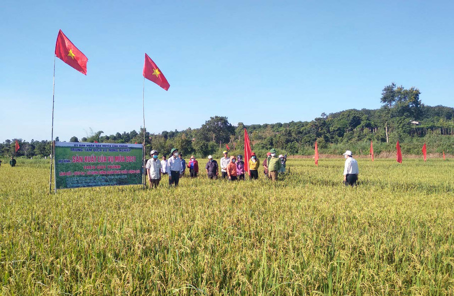 Nhờ thay đổi phương thức canh tác nên năng suất lúa của người dân làng O Ngol (xã Ia Vê) đạt cao. Ảnh: Nhật Hào