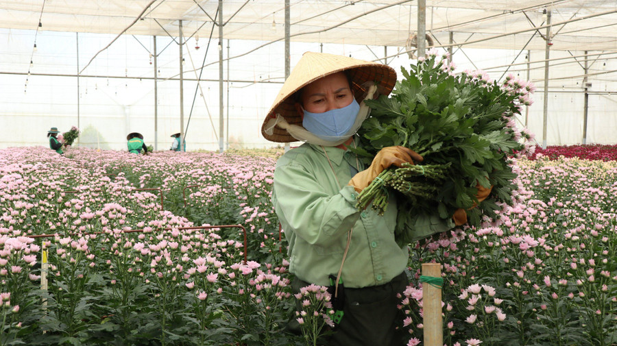Giá hoa cúc tăng cao, nông dân phấn khởi. Ảnh: Lâm Viên