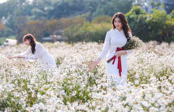  Các nữ sinh diện bộ áo dài, khoe sắc cùng cúc họa mi đầu mùa tại vườn hoa Thảo nguyên Long Biên
