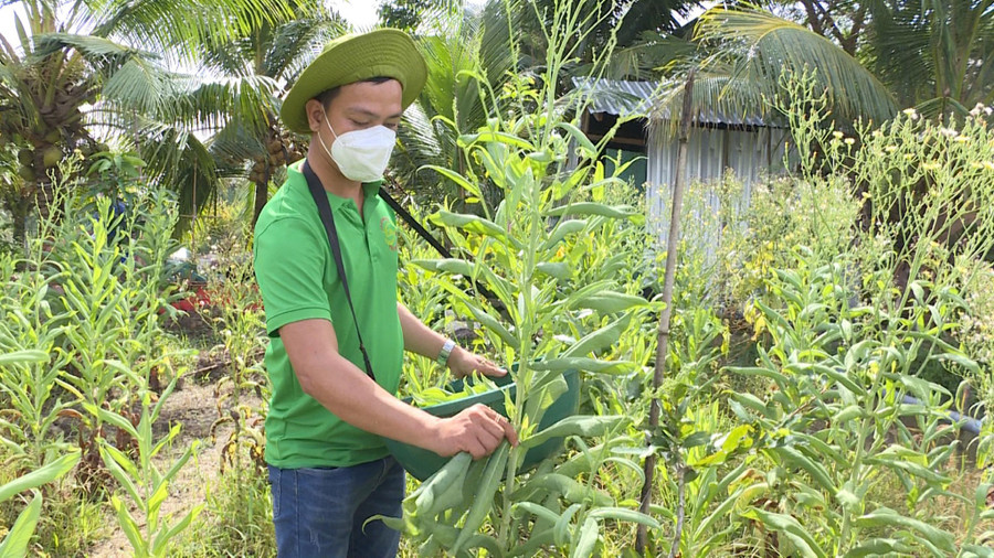 Anh Lộc đang thu hoạch bồ công anh. Ảnh: Xuân Phúc Anh Lộc đang thu hoạch bồ công anh. Ảnh: Xuân Phúc