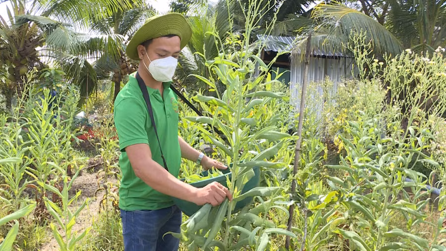 Anh Lộc đang thu hoạch bồ công anh. Ảnh: Xuân Phúc Anh Lộc đang thu hoạch bồ công anh. Ảnh: Xuân Phúc