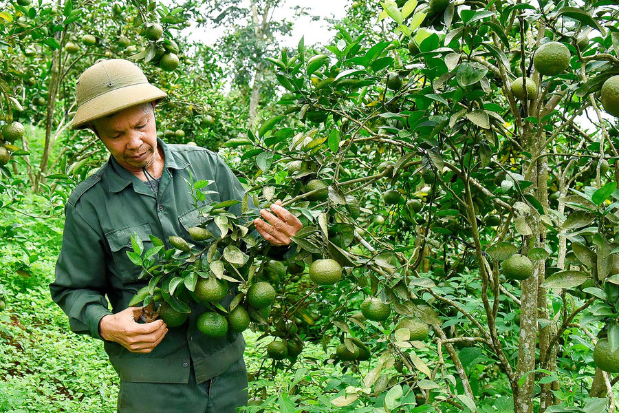 5.Ông Phạm Văn Công (thôn Thống Nhất, xã Sơn Lang, huyện Kbang) cho biết: Năm 2018, gia đình ông vay 50 triệu đồng từ chương trình giải quyết việc làm của Ngân hàng Chính sách xã hội để trồng cây ăn trái. Đến nay, gia đình ông đã trả hết nợ vay và được Phòng Giao dịch Ngân hàng chính sách xã hội huyện Kbang tạo điều kiện cho vay tiếp 100 triệu đồng để mở rộng quy mô trang trại của gia đình. Hiện nay, vườn cây ăn trái cho thu hoạch mỗi năm 15 tấn cam và quýt, cho thu nhập trên 100 triệu đồng sau khi trừ chi phí.