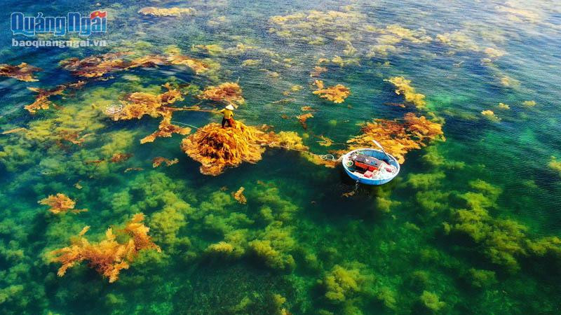 Mùa rong mơ. (Ảnh: Trần Đức Chí Kiên)