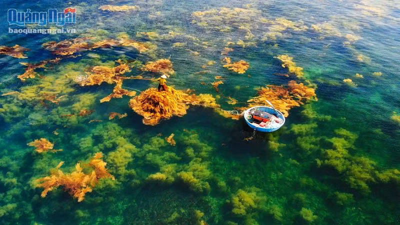 Mùa rong mơ. (Ảnh: Trần Đức Chí Kiên)