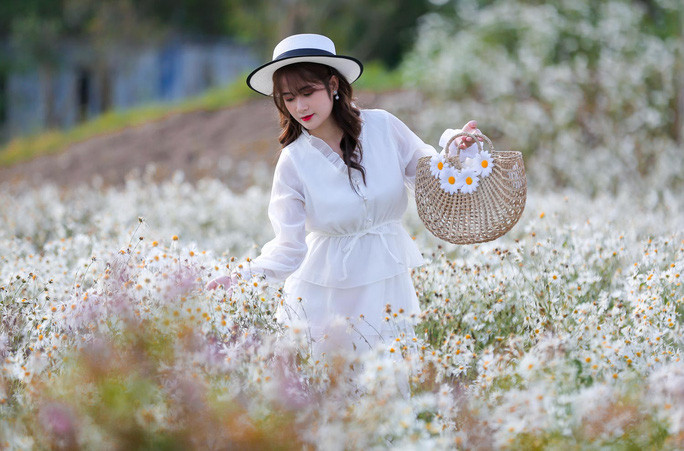 Vào tháng 11 hàng năm, cúc họa mi lại nở rộ