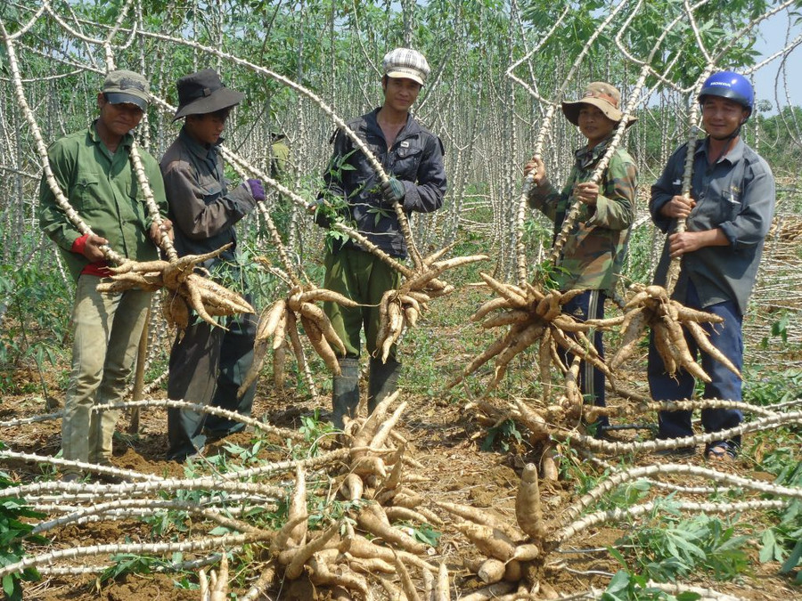 Trung Quốc tăng cường các biện pháp kiểm soát giao hàng ở cửa khẩu nên xuất khẩu sắn và sản phẩm từ sắn của Việt Nam sang thị trường này giảm nhẹ. Trong ảnh: Nông dân Phú Yên thu hoạch sắn. Ảnh: Hoàng Kim. Trung Quốc tăng cường các biện pháp kiểm soát giao hàng ở cửa khẩu nên xuất khẩu sắn và sản phẩm từ sắn của Việt Nam sang thị trường này giảm nhẹ. Trong ảnh: Nông dân Phú Yên thu hoạch sắn. Ảnh: Hoàng Kim.