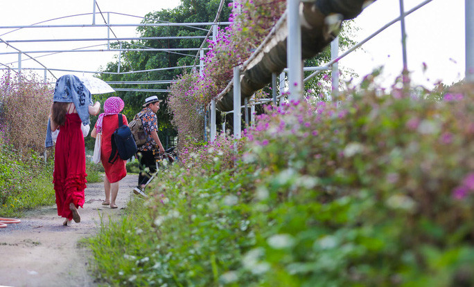  Năm nay do dịch Covid-19 nên lượng người đến đây chụp ảnh cũng giảm