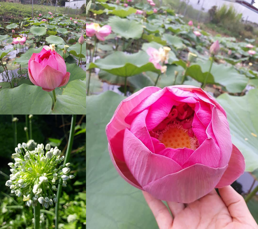 Những sắc màu trong vườn nhà