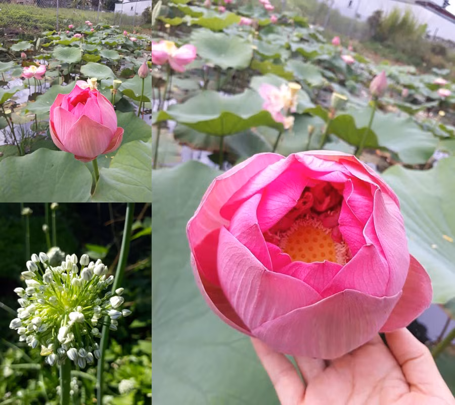 Những sắc màu trong vườn nhà