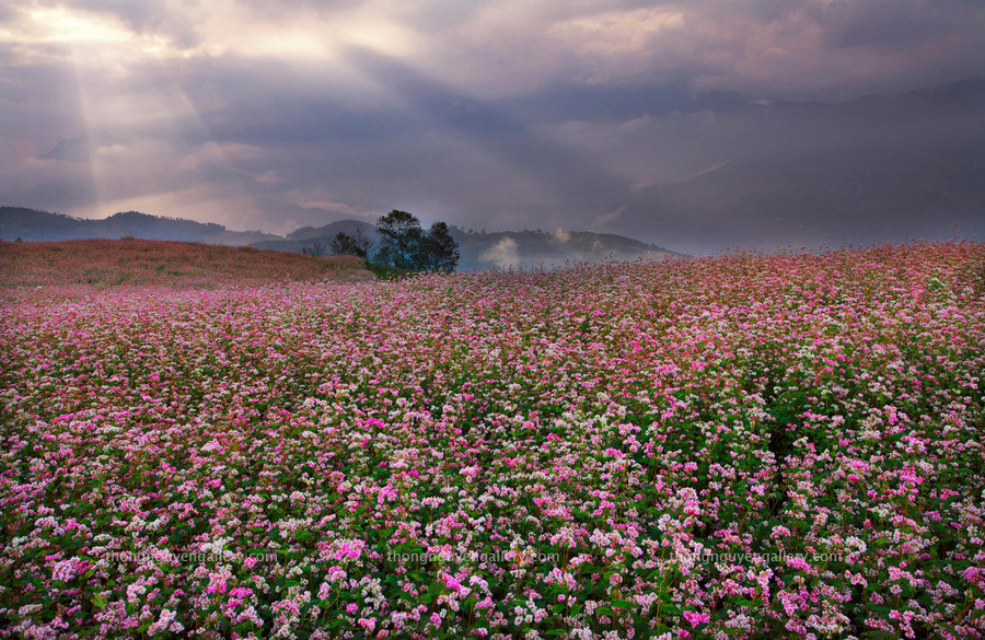 Ảnh: NguyenHuuThong