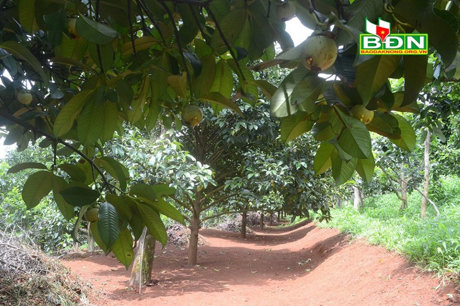 TP Gia Nghĩa (tỉnh Đắk Nông) có nhiều lợi thế để phát triển cây măng cụt...