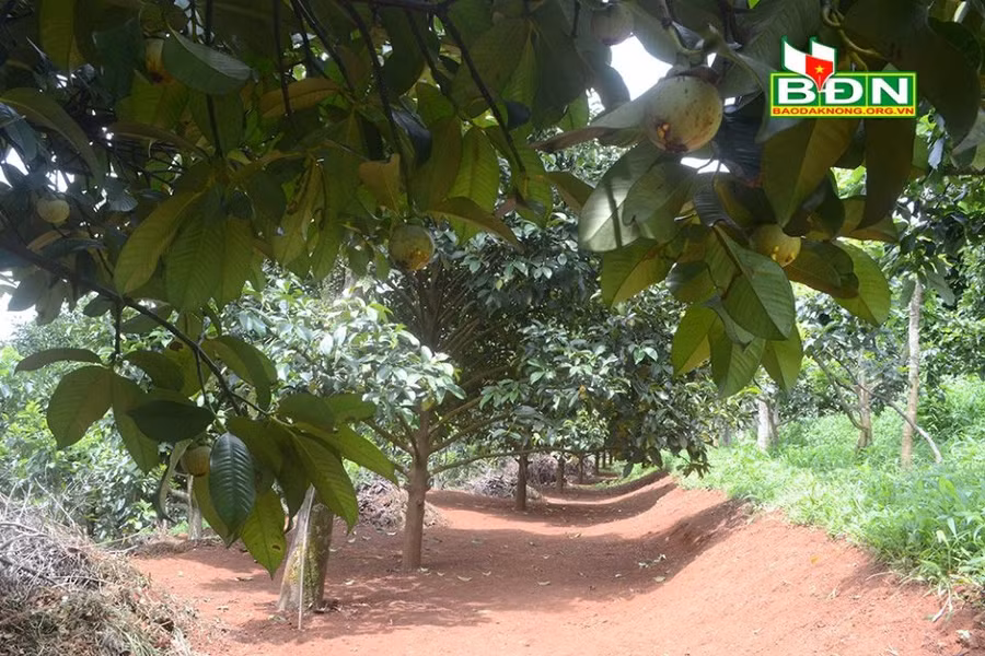 TP Gia Nghĩa (tỉnh Đắk Nông) có nhiều lợi thế để phát triển cây măng cụt...