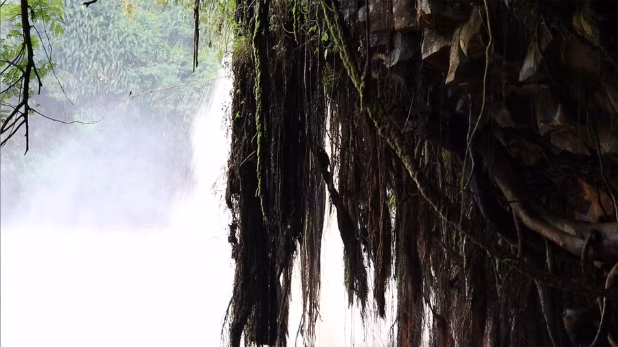 Các rễ cây rừng treo xuống tạo nên điểm nhấn cho con thác. Ảnh: Sầm Ánh