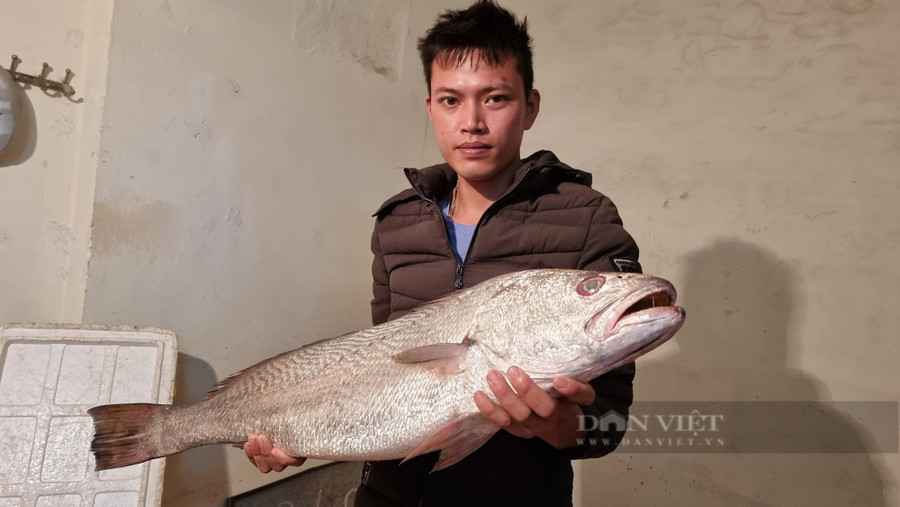 Theo anh Lê Văn Cường con cá lạ nghi là cá sủ vàng được anh đánh bắt ở vùng biển Quảng Trị. Ảnh Hữu Dụng Theo anh Lê Văn Cường con cá lạ nghi là cá sủ vàng được anh đánh bắt ở vùng biển Quảng Trị. Ảnh Hữu Dụng
