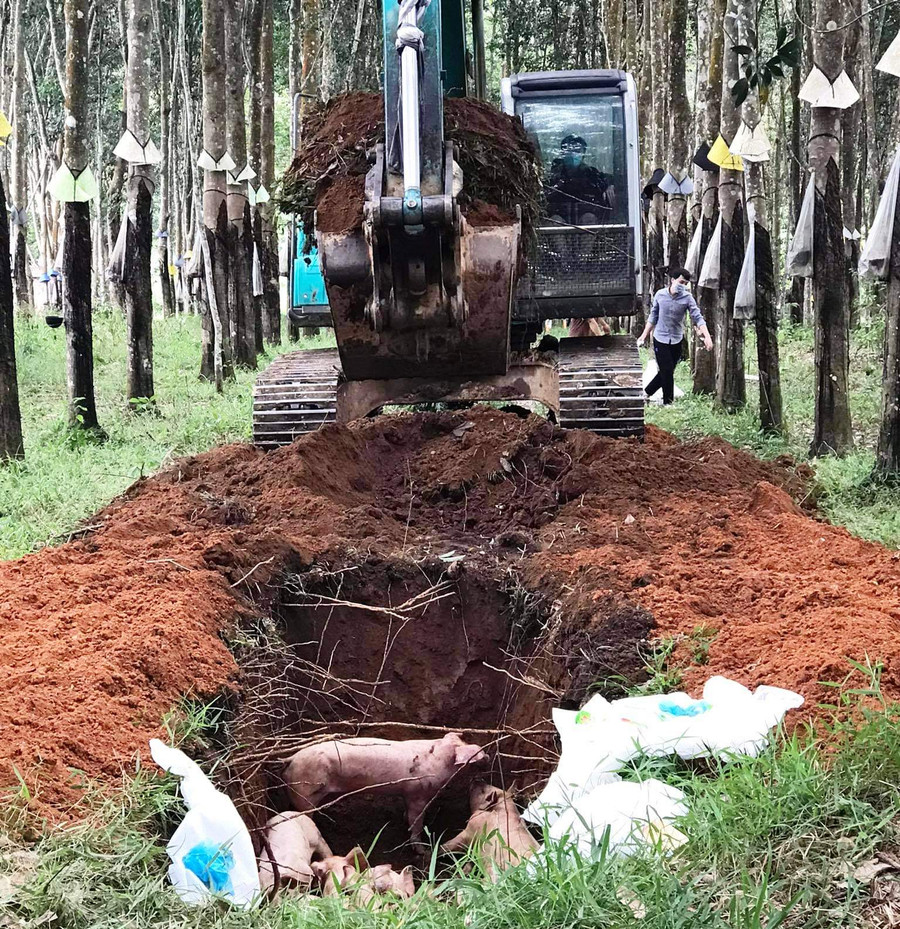 Tiêu hủy lợn mắc dịch tả lợn Châu Phi. Ảnh: NH Tiêu hủy lợn mắc dịch tả lợn Châu Phi. Ảnh: NH