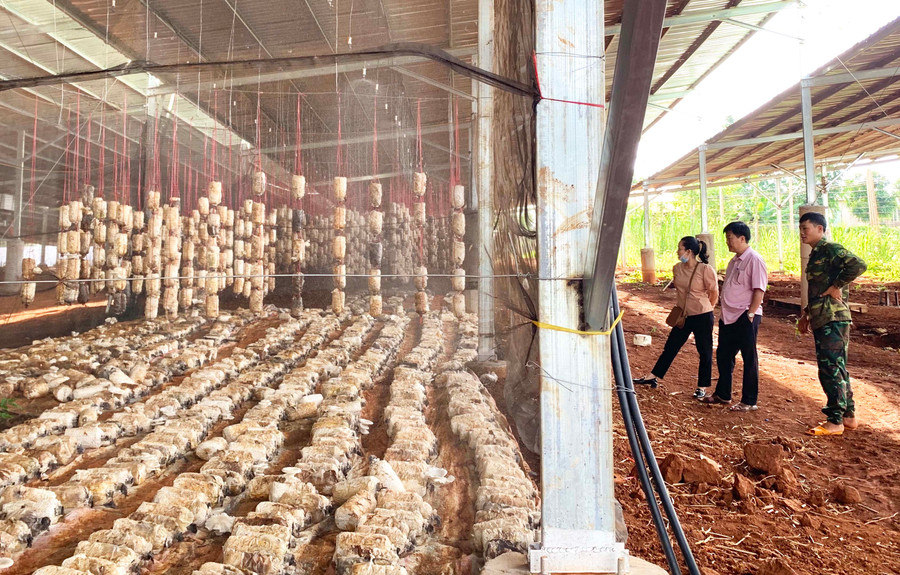 Để thu hút ngày càng nhiều các nhà đầu tư đến đầu tư tại tỉnh, Gia Lai tăng cường cải thiện chỉ số PCI. Ảnh: Hà Duy