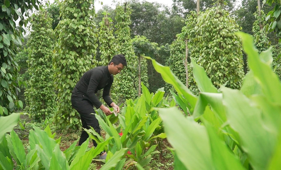 Nếu may mắn, chỉ đi quanh vườn tiêu vẫn có thể kiếm được dăm cân nấm mối