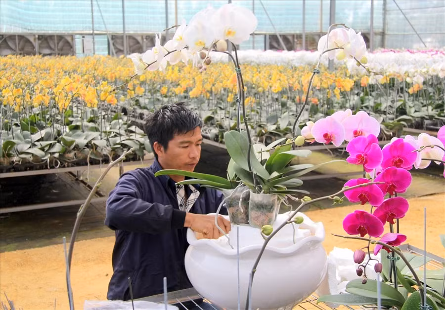 Một hộ dân trồng hoa trên địa bàn tỉnh Đắk Nông. Ảnh: Phan Tuấn