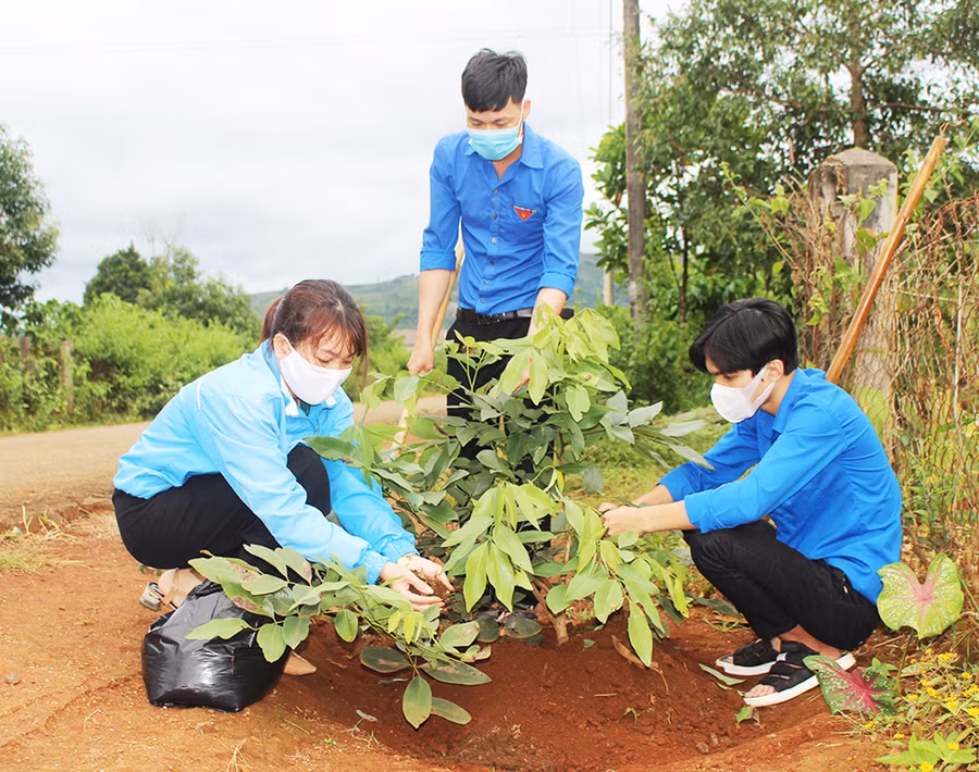 Đoàn viên, thanh niên xã Hòa Phú (huyện Chư Păh) chăm sóc “tuyến đường cây thanh niên” ở làng Hreng. Ảnh: Phan Lài
