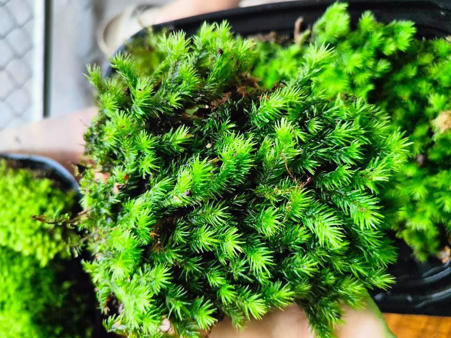 Rêu có rất nhiều ngoài tự nhiên. Ảnh: NVCC