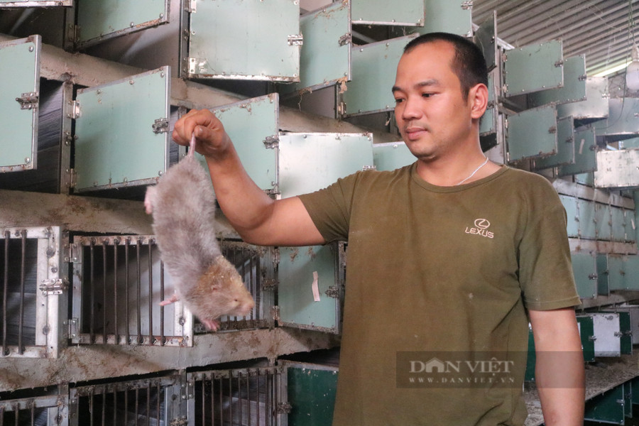 Với dúi thương phẩm, trung bình mỗi con có trọng lượng 0,8-1,2kg/con, giá bán dao động 400.000-600.000 đồng/con. Còn dúi giống, tùy theo kích cỡ có giá dao động 800.000-1,2 triệu đồng/con. Với dúi thương phẩm, trung bình mỗi con có trọng lượng 0,8-1,2kg/con, giá bán dao động 400.000-600.000 đồng/con. Còn dúi giống, tùy theo kích cỡ có giá dao động 800.000-1,2 triệu đồng/con.