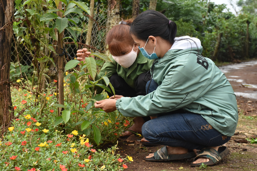 Mỗi năm người dân Lê Ngol (xã Ia Tiêm) lại kiên trì trồng thêm cây xanh trên mỗi đoạn đường làng, có năm lên tới vài trăm cây. Ảnh: Trần Dung