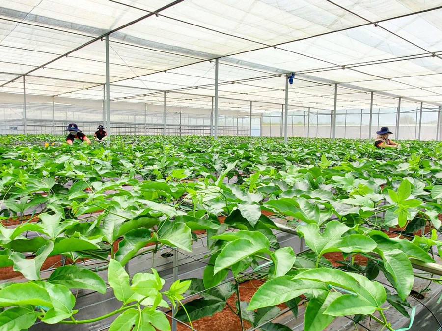 Công ty Cổ phần Quốc tế Thông Đỏ có trụ sở ở TP.HCM đã đầu tư hơn 1 triệu USD để xây dựng cơ sở sản xuất giống đạt tiêu chuẩn ở H.Chư Pưh (Gia Lai). Ảnh: Trần Hiếu 