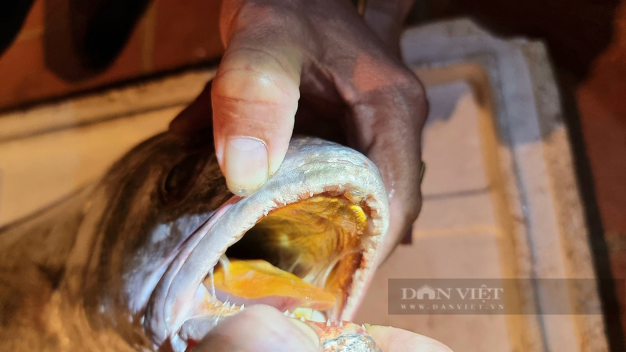 Con cá lạ nghi là cá sủ vàng có miệng màu vàng. Ảnh Hữu Dụng Con cá lạ nghi là cá sủ vàng có miệng màu vàng. Ảnh Hữu Dụng