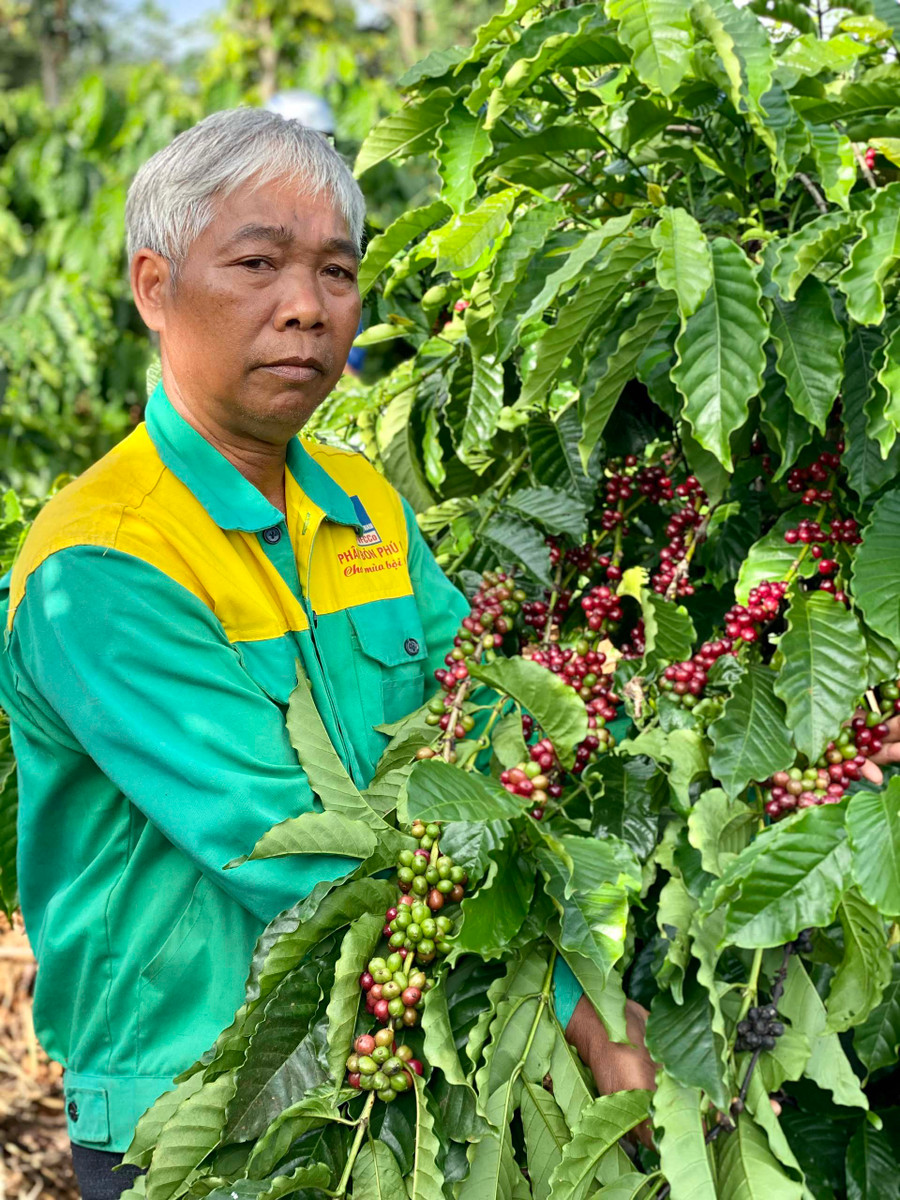  Vườn cà phê của ông Siu Buk (làng La, xã Ia Drăng) cho năng suất cao nhờ áp dụng kỹ thuật chăm sóc tiến bộ. Ảnh: Hà Duy